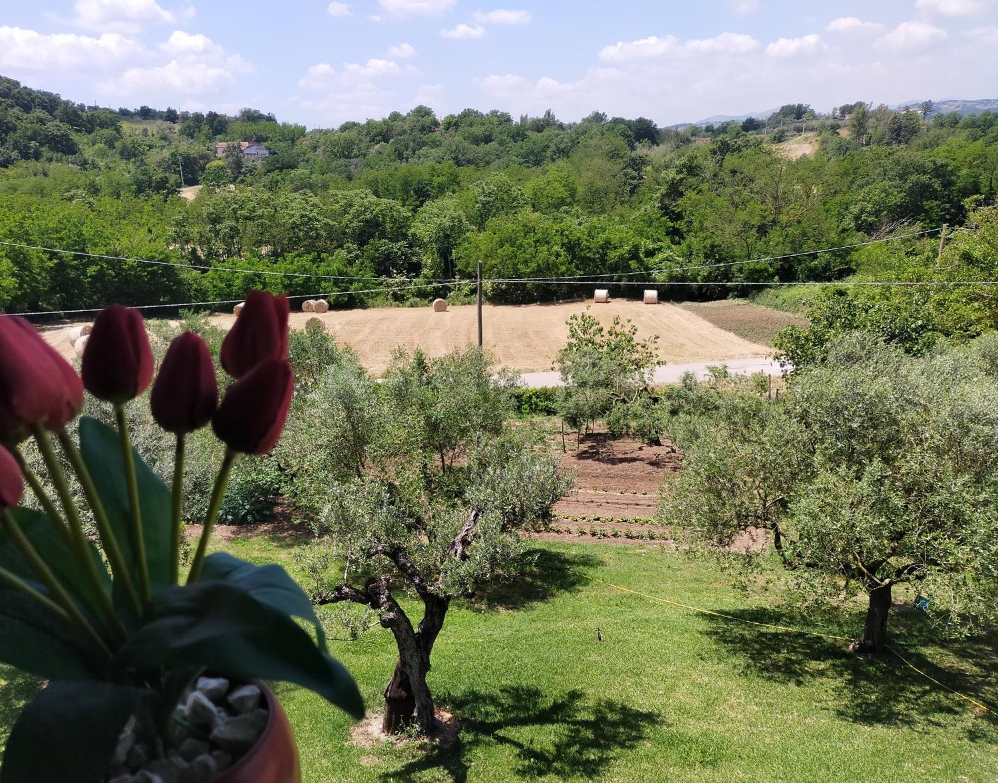 Al Boschetto Bed & Breakfast Melizzano Exterior foto